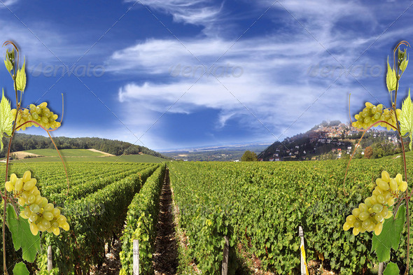 Grapevine - Stock Photo - Images