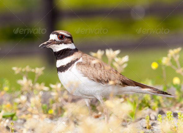 Killdeer bird defending its nest - Stock Photo - Images