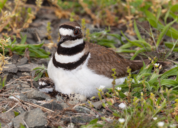 Killdeer bird sitting on nest with young - Stock Photo - Images