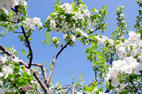 blossom apple tree branch on background blue sky - Stock Photo - Images