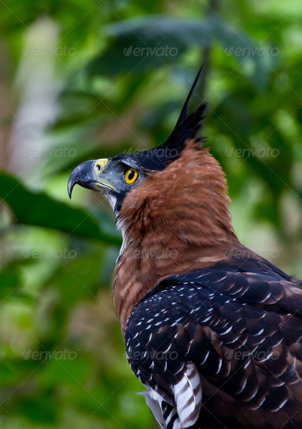 Bird of prey side - Stock Photo - Images