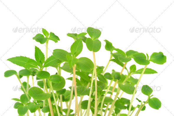 Group of flowers growing, isolated on white - Stock Photo - Images