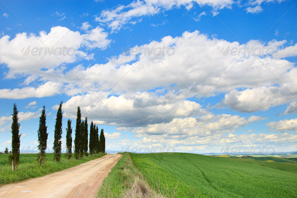 Tuscany, Cypress Trees, white road, green field, Siena, Italy. - Stock Photo - Images