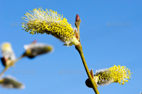 Closeup macro spring kittens goat willow sky - Stock Photo - Images