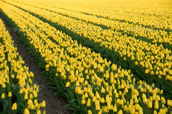 Field with yellow tulips - Stock Photo - Images