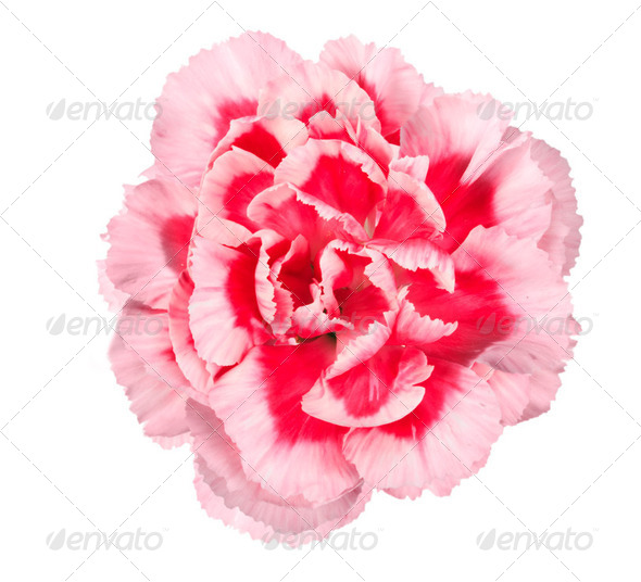 Pink flower of carnation - Stock Photo - Images