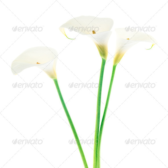 Three Calla Lily flowers isolated on white background - Stock Photo - Images