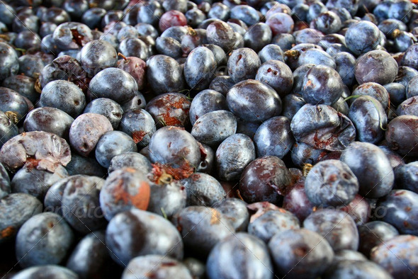 Plums - Stock Photo - Images