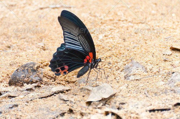 blue-black Morpho butterfly gathering water on floor in Thailand - Stock Photo - Images