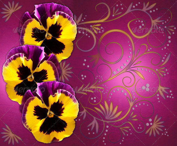Pansies on magenta background - Stock Photo - Images