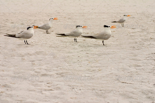 Elegant Terns Singing - Stock Photo - Images
