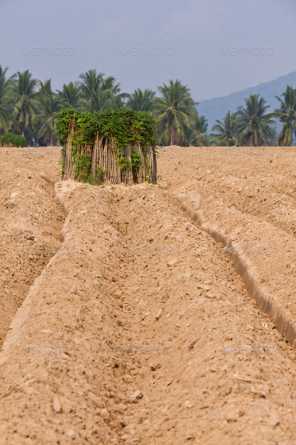 Bunches of breeding sapling of cassava and soil cultivation - Stock Photo - Images