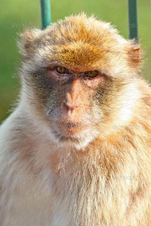 Monkey Barbary macaques - Stock Photo - Images