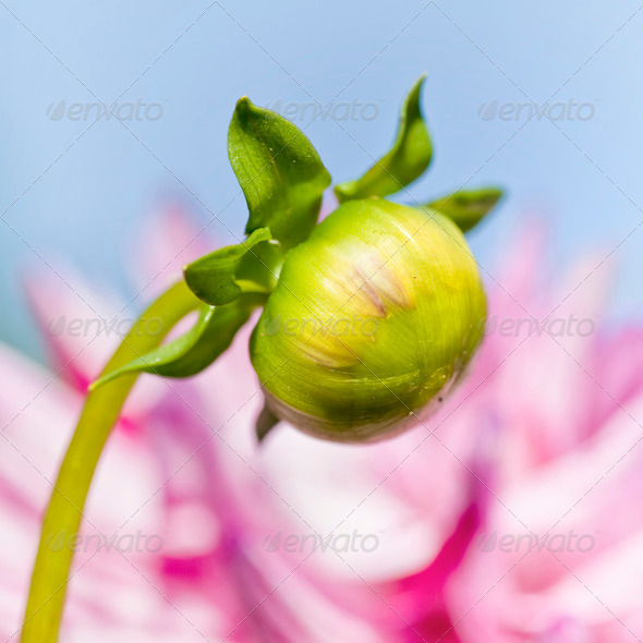 Flower Bud - Stock Photo - Images