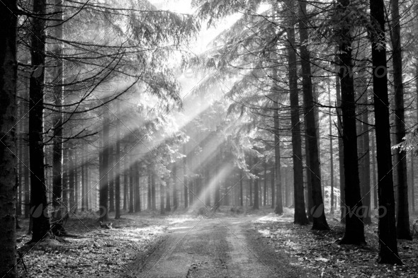 God beams - coniferous forest in fog - Stock Photo - Images