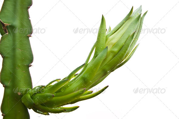 dragon fruit bud on a tree isolate on white background - Stock Photo - Images