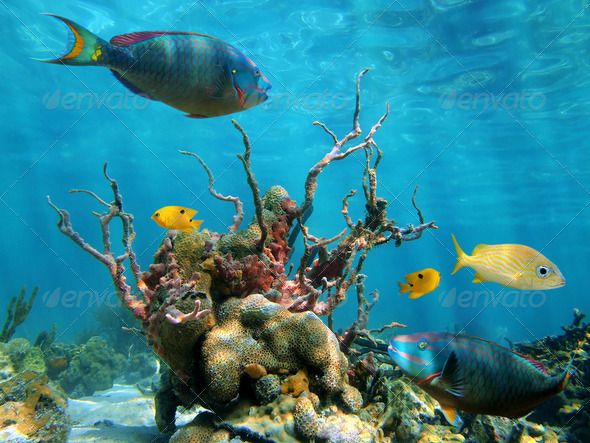 Underwater form and sea life - Stock Photo - Images