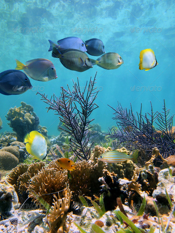 Seabed mirror - Stock Photo - Images