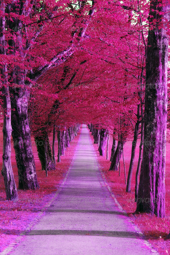 Purple park - Stock Photo - Images