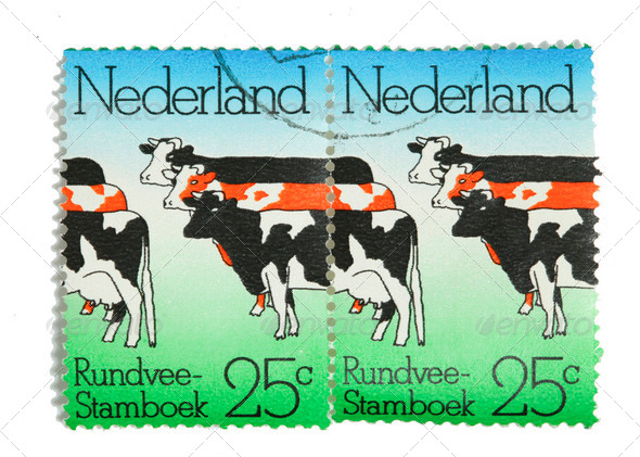 Dutch cattle on postage stamps - Stock Photo - Images