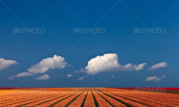 Panoramic view of a colorful field with tulips - Stock Photo - Images