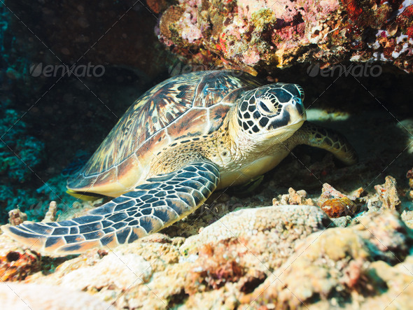 Sea turtle - Stock Photo - Images