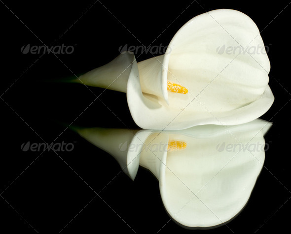 White Calla Lilly - Stock Photo - Images