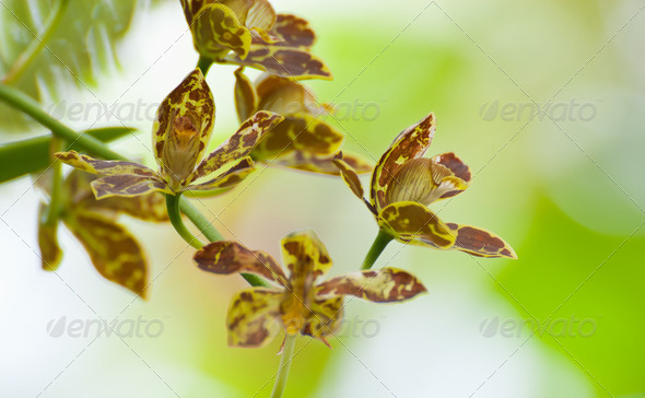Beautiful orchid with blue background..Grammatophyllum scriptum - Stock Photo - Images
