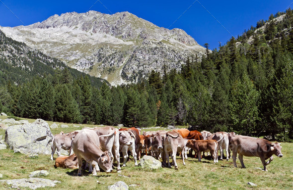Aiguestortes Lake National Park - Stock Photo - Images