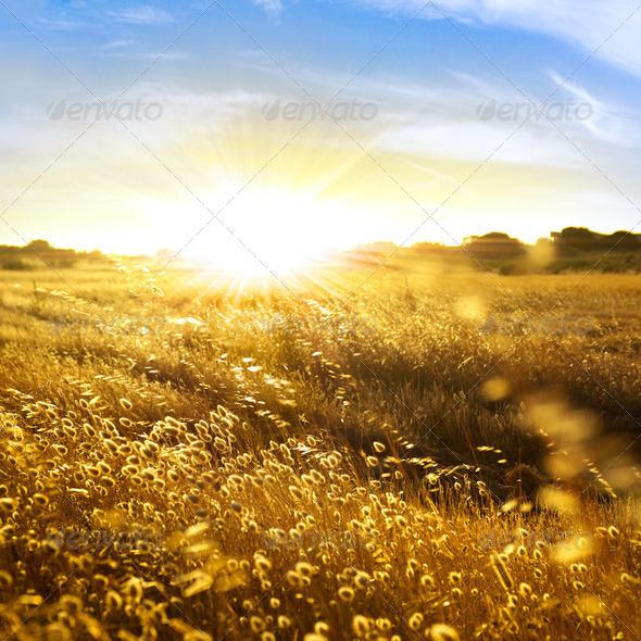Wild Spikes - Stock Photo - Images