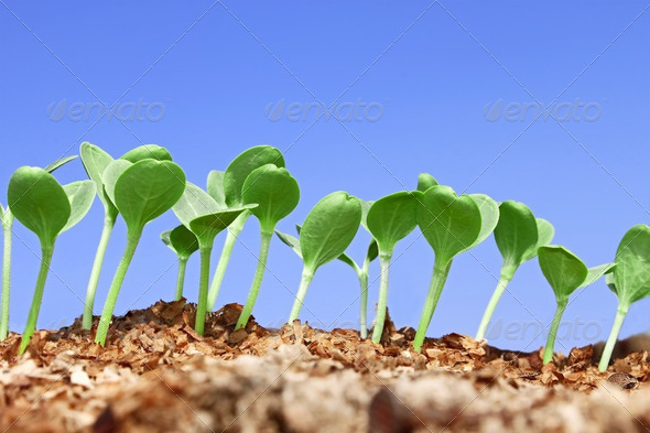 Small watermelon seedling against blue sky - Stock Photo - Images