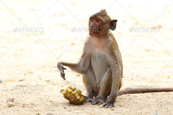 Crab-eating macaque monkey of southeast asia sitting on sand waiting for banana - Stock Photo - Images
