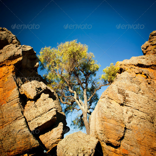 Outback Tree - Stock Photo - Images