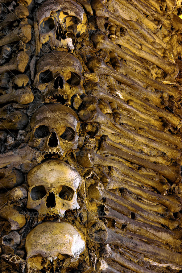 Bones and Skulls - Stock Photo - Images