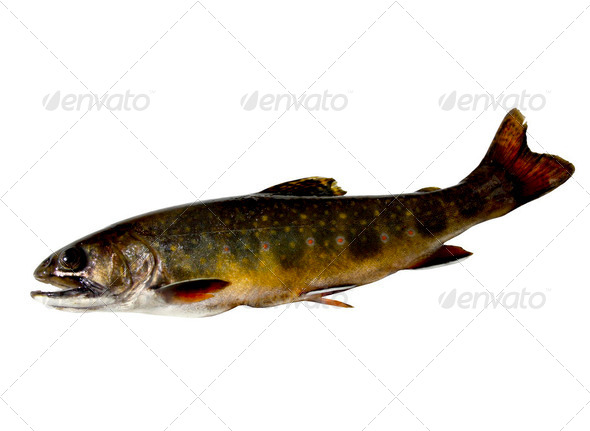 wisconsin brook trout - Stock Photo - Images