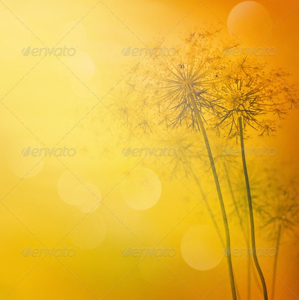 Wildflower background
