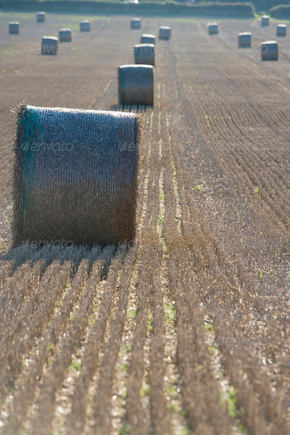 harvest - Stock Photo - Images