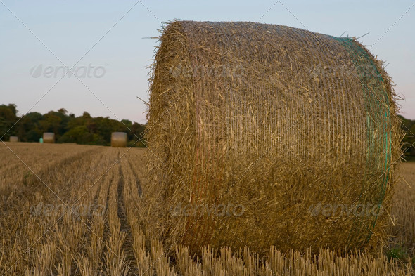 harvest 4 - Stock Photo - Images