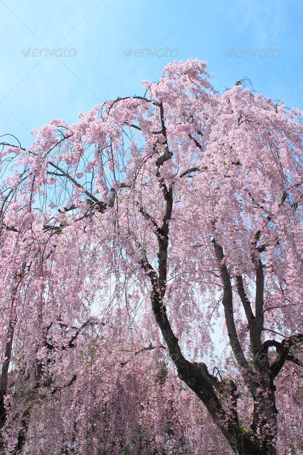 Full bloomed cherry blossoms and blue sky - Stock Photo - Images