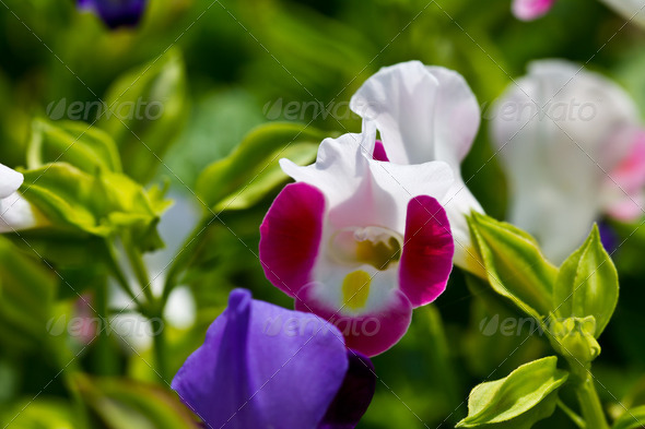 Pink and white wishbone flower - Stock Photo - Images