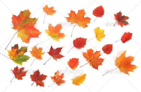 autumn background - Stock Photo - Images