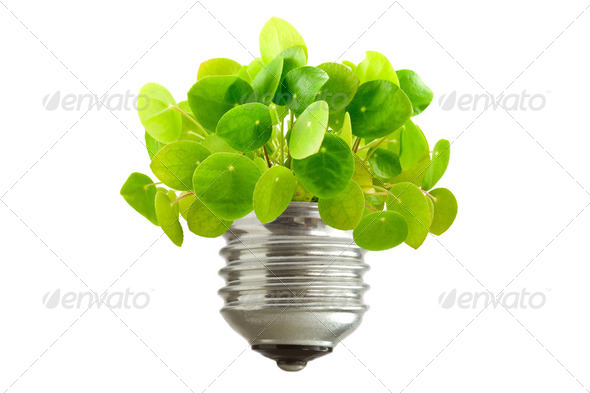 Green Plant Growing Out Of A Bulb - Stock Photo - Images