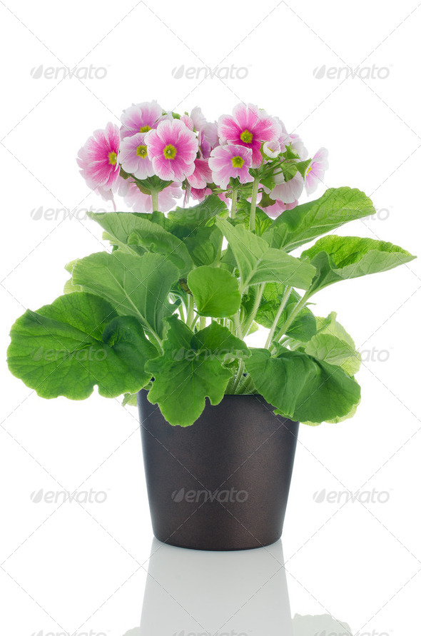 Beautiful pink primrose flowers - Stock Photo - Images