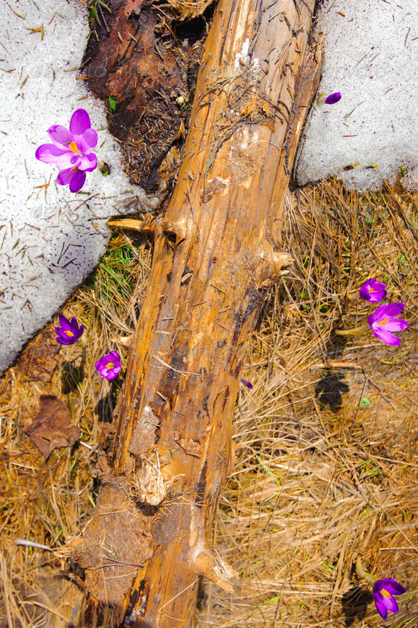 Wild spring crocuses growing through snow and hay at forest - Stock Photo - Images