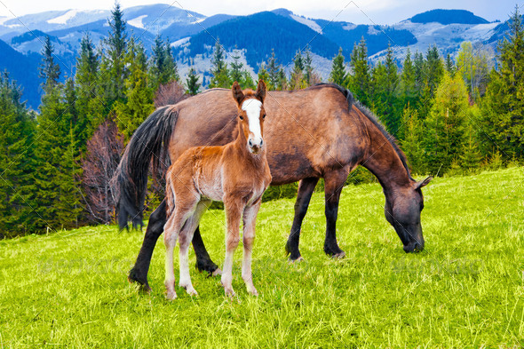 Young foal and mare eating grass on meadow at mountains landscap - Stock Photo - Images