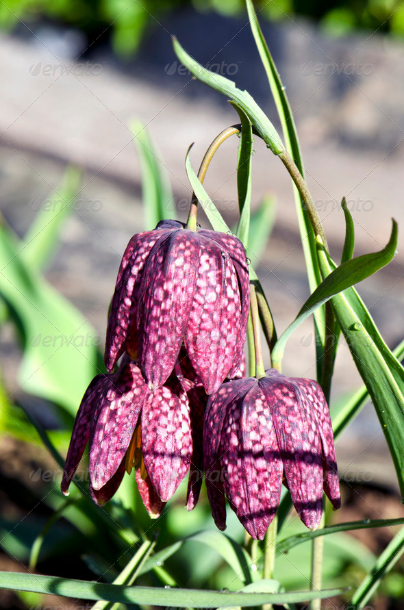 deep red purple bell shaped flower bloom in spring - Stock Photo - Images