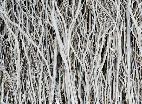Dried twigs striped wood texture pattern background wallpaper - Stock Photo - Images