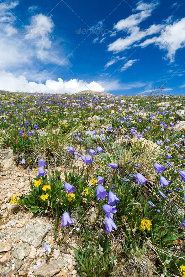 Wildflowers Blooming in Summer - Stock Photo - Images