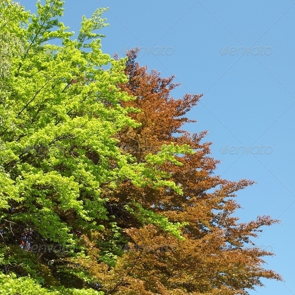 Tree plant - Stock Photo - Images