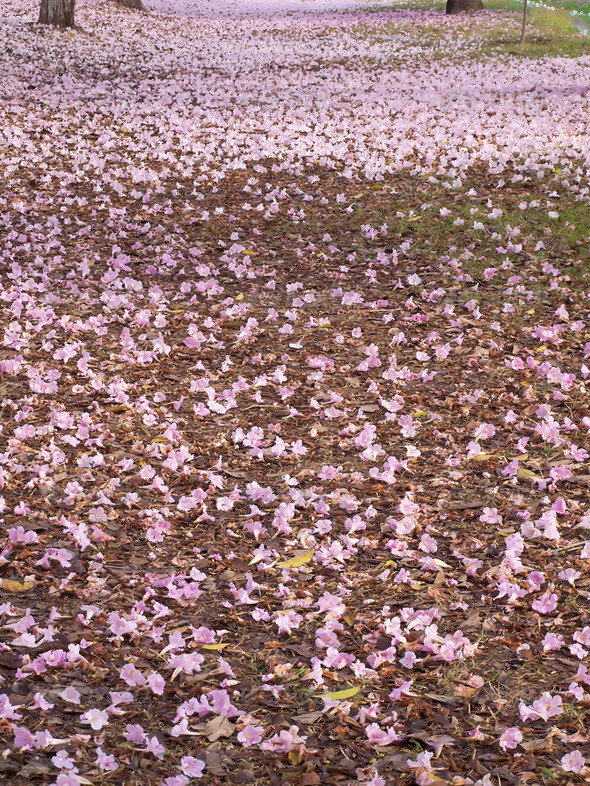 Falling flowers - Stock Photo - Images